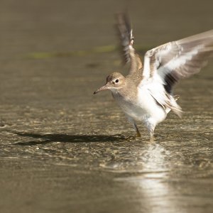 Flussuferläufe